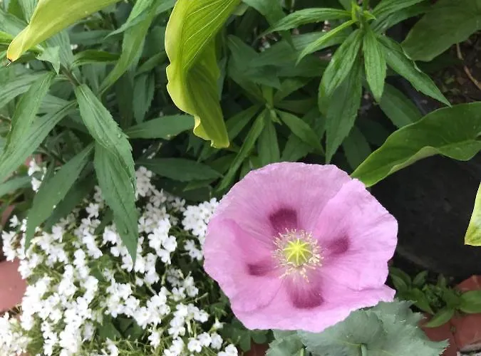 Denis Apartamento Rovinj